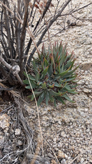 Dudleya saxosa