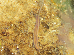 Baseodiscus delineatus