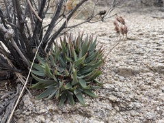 Dudleya saxosa