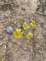 Helenium amarum