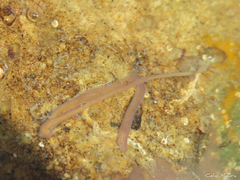 Baseodiscus delineatus