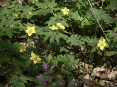 Anemonoides ranunculoides