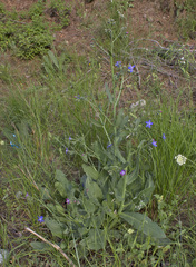 Anchusa azurea