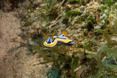 Chromodoris annae