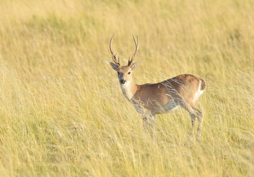 Ozotoceros bezoarticus arerunguaensis