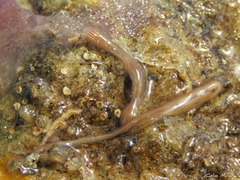 Baseodiscus delineatus