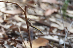 Suhpalacsa subtrahens