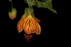 Callianthe striata