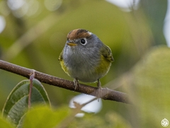 Phylloscopus castaniceps