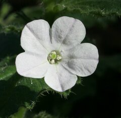 Nicotiana benthamiana