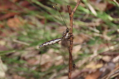 Suhpalacsa subtrahens