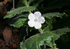 Nicotiana benthamiana