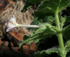 Nicotiana benthamiana