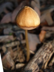 Psathyrella