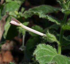 Nicotiana benthamiana