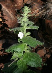 Nicotiana benthamiana