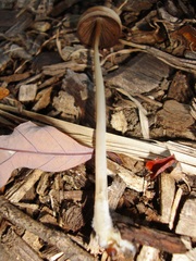 Psathyrella