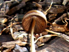 Psathyrella