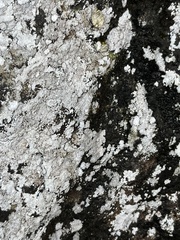 Phlyctis petraea