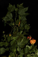 Callianthe striata