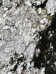 Phlyctis petraea
