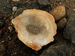 Ostrea chilensis