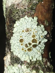 Physcia pumilior