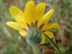 Arnica angustifolia