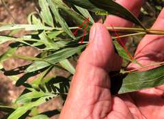 Acacia neriifolia