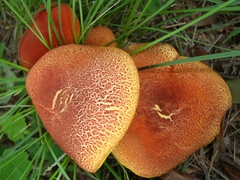 Hortiboletus campestris