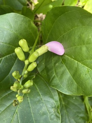 Canavalia cathartica