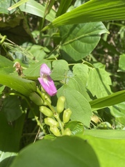 Canavalia cathartica