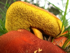 Hortiboletus campestris