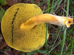 Hortiboletus campestris