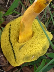 Hortiboletus campestris