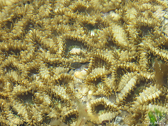 Palythoa grandiflora