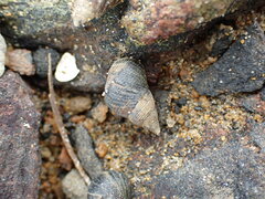 Austrolittorina cincta