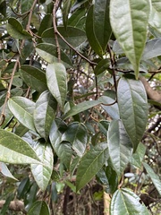 Ficus sarmentosa nipponica