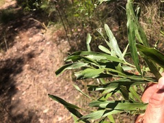 Acacia neriifolia