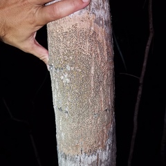 Trypethelium eluteriae