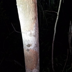 Trypethelium eluteriae