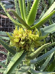 Aceria aloinis