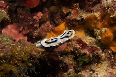 Chromodoris alcalai