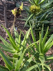 Aceria aloinis