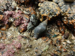 Buccinulum littorinoides