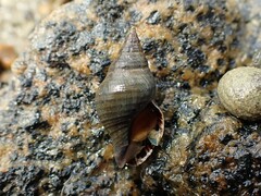 Buccinulum littorinoides