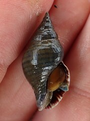 Buccinulum littorinoides
