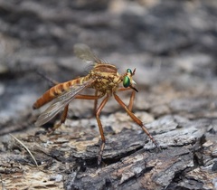 Diogmites crudelis