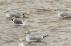 Larus fuscus
