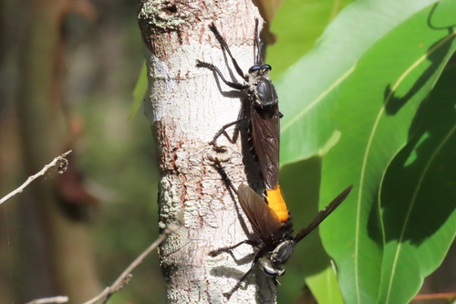 Blepharotes flavus